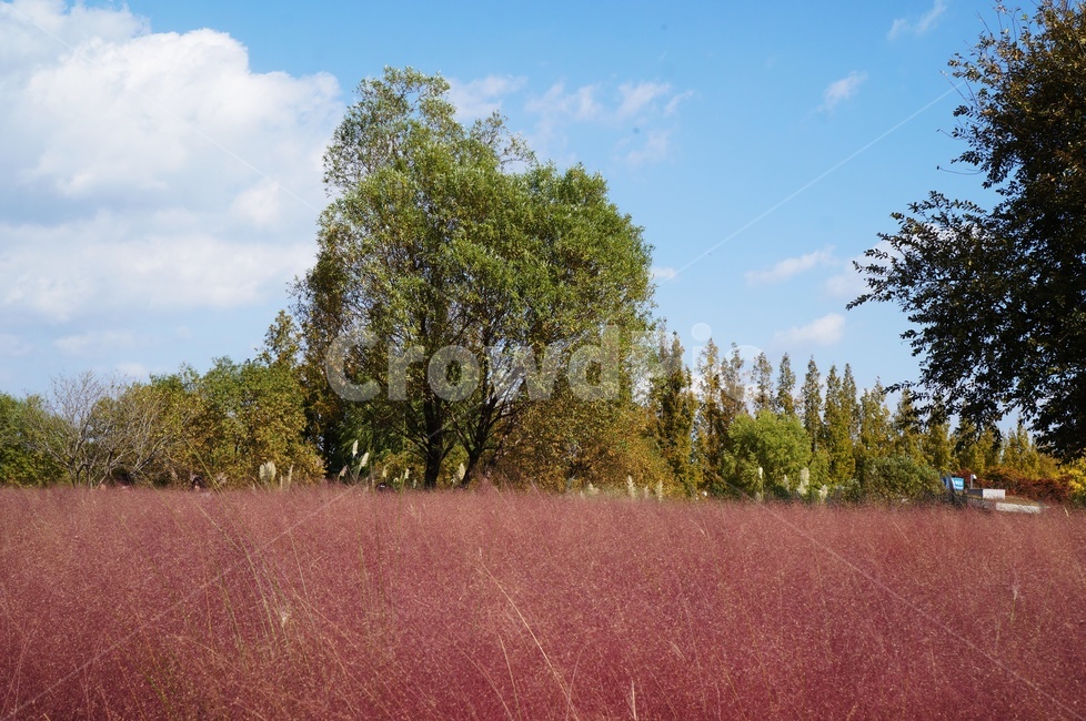 핑크몰리,몽환적,억새,분홍억새,가을,식물,정원,순천만정원,환상적,가을,계절,fall,autumn,season,nature,자연,outdoors,옥외,grassland,목초지,field,들,tree,나무,plant