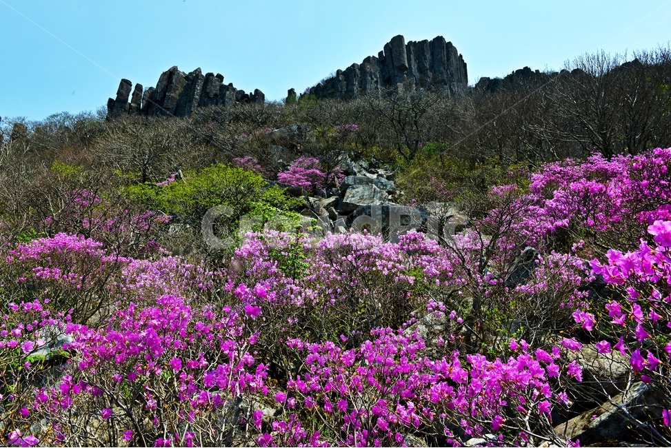 광주,무등산,무등산봄,봄,계절,서석대,입석대,주상절리대,철쭉,철쭉꽃,군락,철뚝군락,경치,경관,풍경,plant,식물,blossom,flower,꽃,outdoors,옥외,purple,보라색,nature,자연