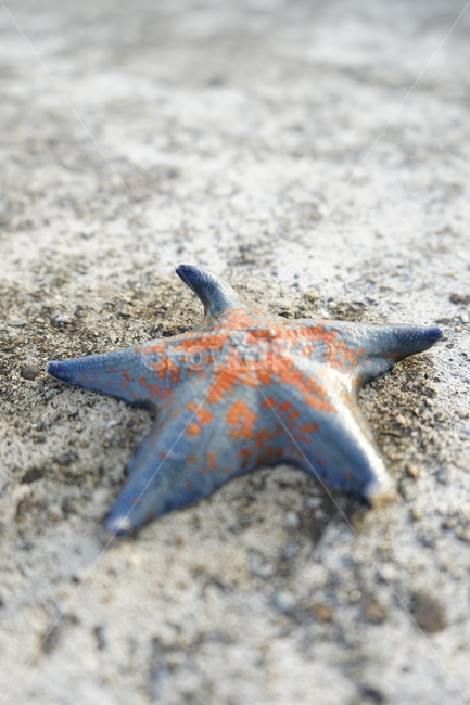 불가사리,별,해산물,바다,포항,해변,바다,beach,sea