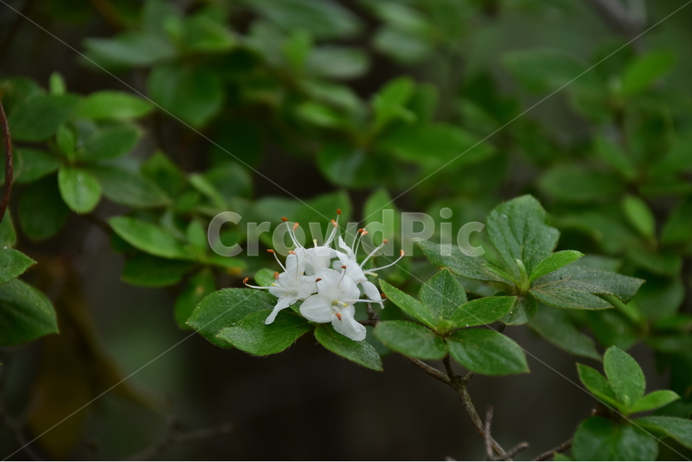 흰참꽃나무,야생화,생태,식물,자연,꽃,여름,힐링,플라워,계절,wildflower,flower,plants,nature,season,배경,목본,나무,감성,느낌,emotion,feeling,진달래과,진달래속,여름꽃,식물,자연,plants,nature,꽃,flower