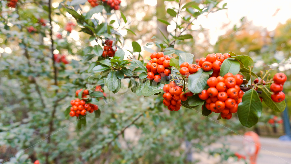 금오산,산수유,열매,자연,산행,season,plants,nature