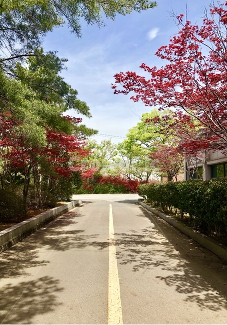 맑음,봄,싱그러움,식물,하늘,자연,풍경,nature,landscape,asphalt,아스팔트,leaf,잎,plant,tree,나무