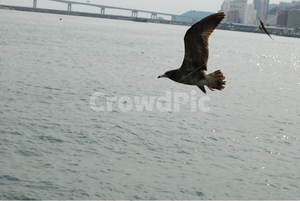 바다,항구,갈매기,부산항,sea,bird,fly,freedom,port,동물,animal,조류,새,birds