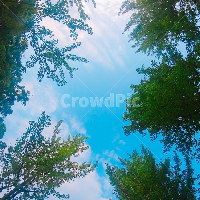 하늘,여름,나무,잎,leaf,plant,날씨,기분,좋은,상큼,상쾌,구름,식물,tree,peace,sky,nature,cloud,정사각형,background,배경