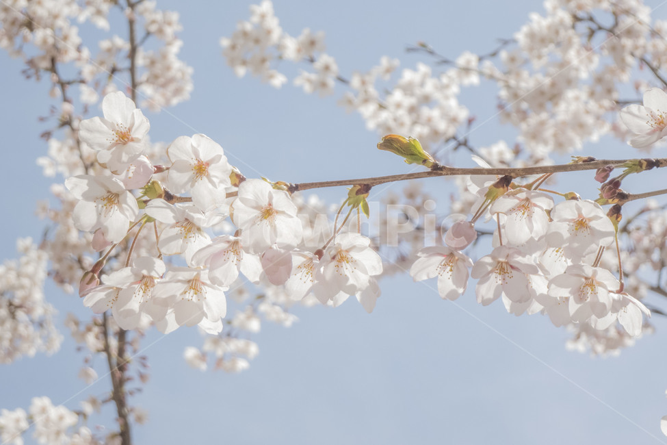 꽃,봄,봄꽃,벚꽃,벚꽃나무,꽃나무,봄,계절,spring,season,식물,자연,plants,nature,꽃,flower,plant,blossom,cherry blossom