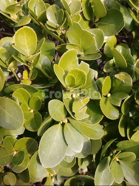 나뭇잎,잎,자연,초록색,식물,green,식물,자연,plants,nature