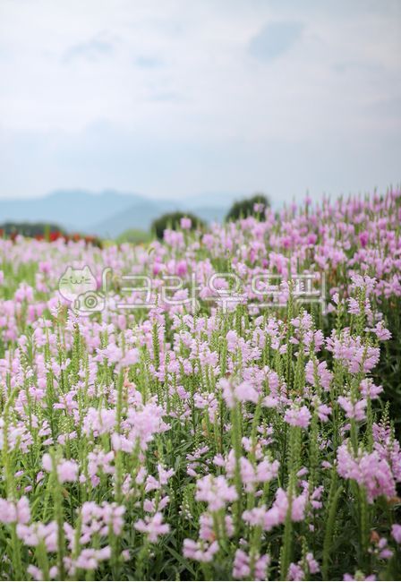 봄,보라색꽃,들판,꽃밭,자연,꽃