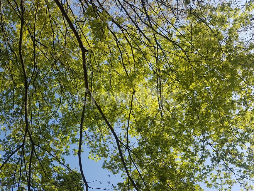 나무,하늘,하늘배경,나무배경,하늘색,파랑색,초록색,나무,trees,wood