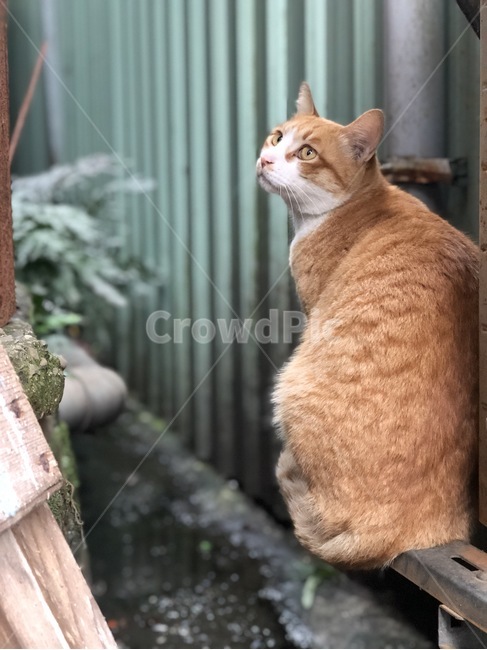 고양이,동물,자연,돌,분위기,동물,animal,포유류,mammal,고양이,cat,kitten,kitty