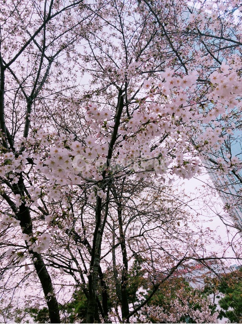벚꽃,꽃,봄,핑크색,자연,따뜻함,산뜻,핑크,화사함,봄,계절,spring,season,plant,식물,blossom,cherry blossom,flower