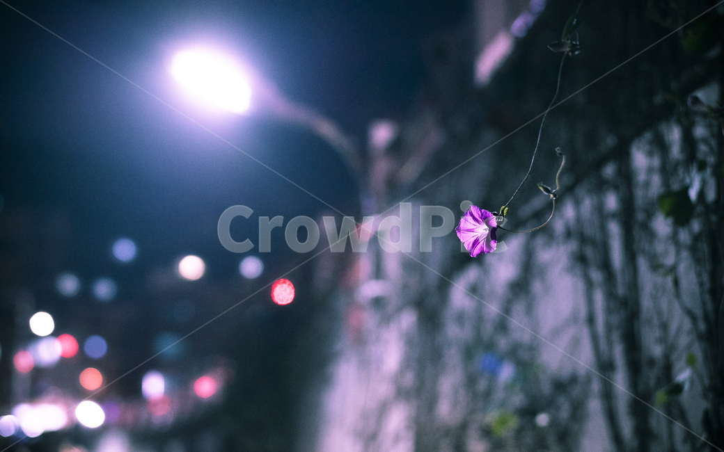 나팔꽃,꽃,식물,밤거리,벽,야경,보라색꽃,야경,밤,풍경,nightscape,night,landscape,식물,자연,plants,nature,꽃,flower