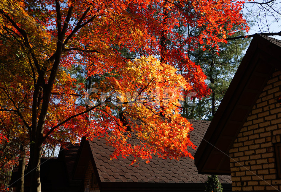 가을,단풍,나무,추색,풍경,감성,계절,가을,계절,fall,autumn,season,tree,plant,식물,leaf,잎,maple