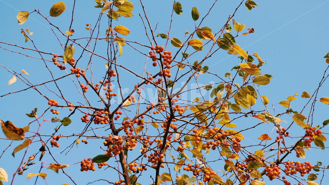 나무,열매,자연,풍경,가을,가을,계절,fall,autumn,season,식물,자연,plants,nature,과일,열매,fruit,leaf,잎,plant