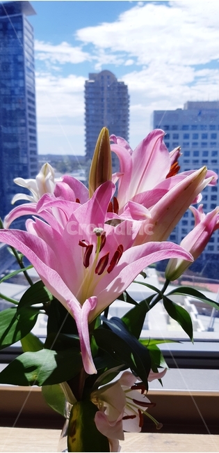 꽃,백합,화병,하늘,flower,lily,vase,sky