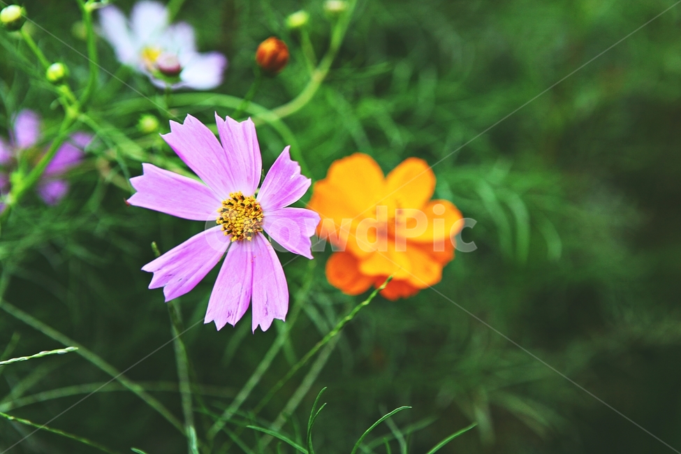 코스모스,꽃,꽃잎,식물,자염,공원,가을,가을꽃,식물,자연,plants,nature,꽃,flower
