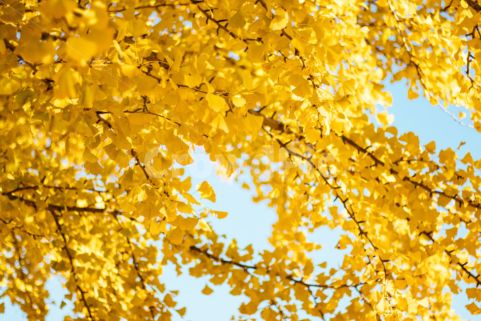 은행,노란배경,노랗게,가을배경,은행나무,가을,나뭇잎,가을,계절,fall,autumn,season,leaf,잎,plant,식물,tree,나무