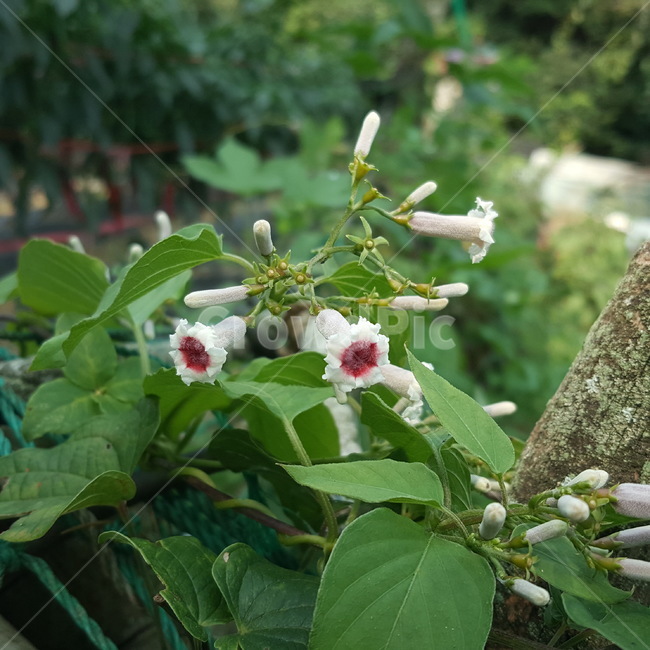 꽃,자연,풀,싱그러움,flower,nature,식물,자연,plants,nature,꽃,flower