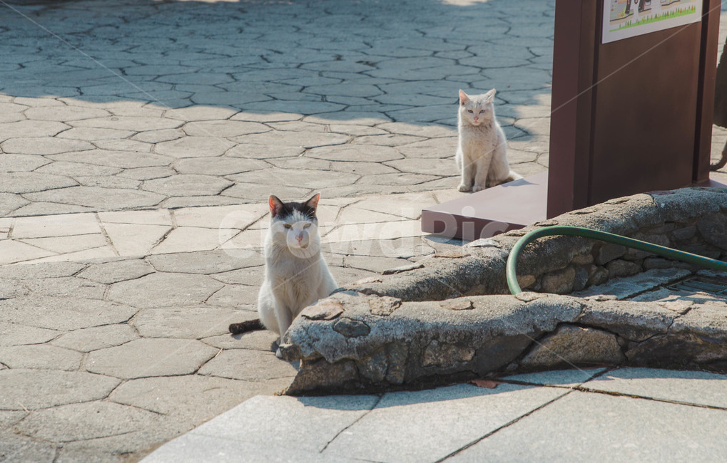 flagstone,애완동물,고양이,mammal,판석,animal,포유류,동물,cat,pet