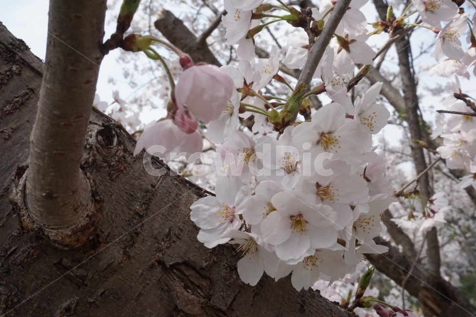 벚꽃,봄,체리,핑크,자연,봄,계절,spring,season,식물,자연,plants,nature,꽃,flower,plant,blossom