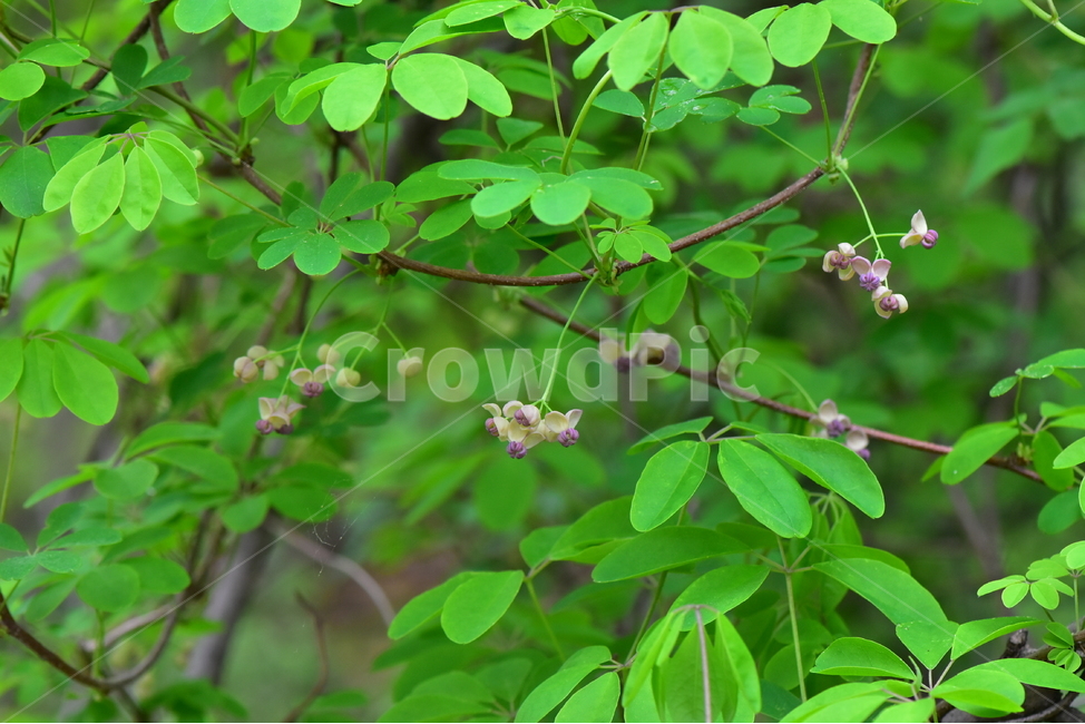 으름덩굴,수꽃,야생화,꽃,생태,식물,자연,들꽃,산꽃,봄,감성,힐링,플라워,계절,시즌,wild,Flower,plants,nature,spring,season,봄,계절,spring,season,식물,자연,plants,nature,꽃,flower,plant,leaf,잎