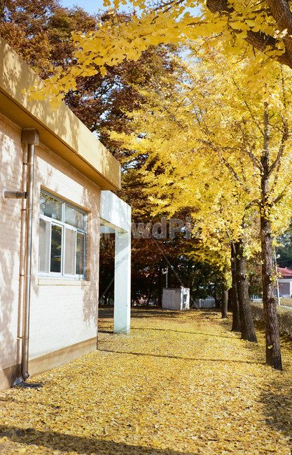 가을,은행나무,단풍나무,학교,운동장,노란단풍,가을,계절,fall,autumn,season,tree,나무,plant,식물,flooring,바닥,tree trunk,나무 줄기