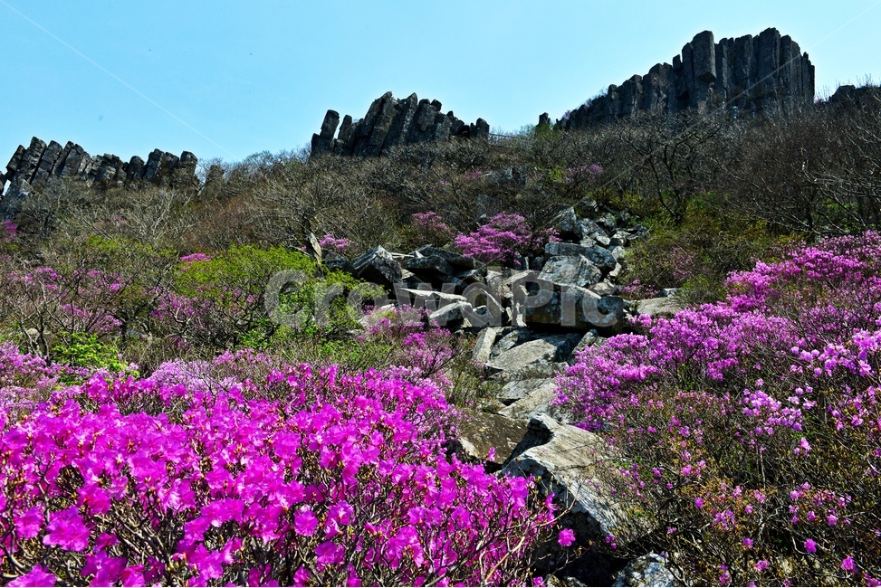 광주,무등산,무등산봄,서석대,입석대,주상절리대,철쭉꽃,철쭉,봄,계절,꽃,만개,flower,plant,식물,blossom,outdoors,옥외,자연,경치,경관,풍경