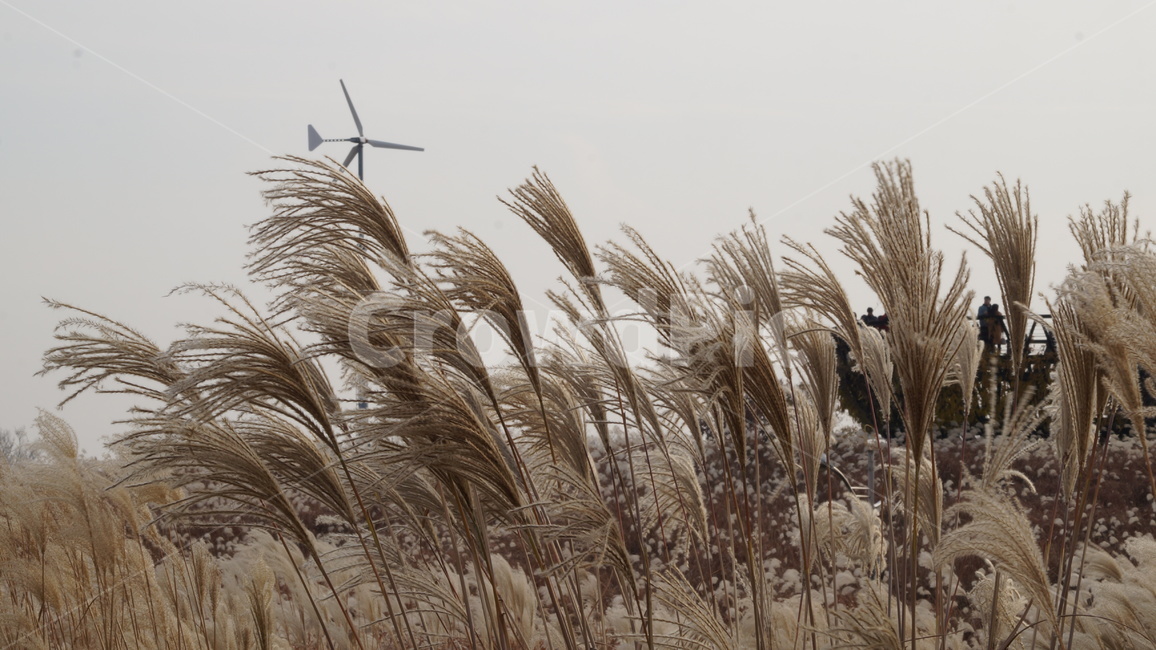 가을,가을풍경,하늘공원,억세풀,갈대,가을,계절,fall,autumn,season,식물,자연,plants,nature,grass,잔디,plant,lawn