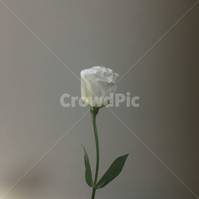 장미,백장미,한송이,꽃,흰색