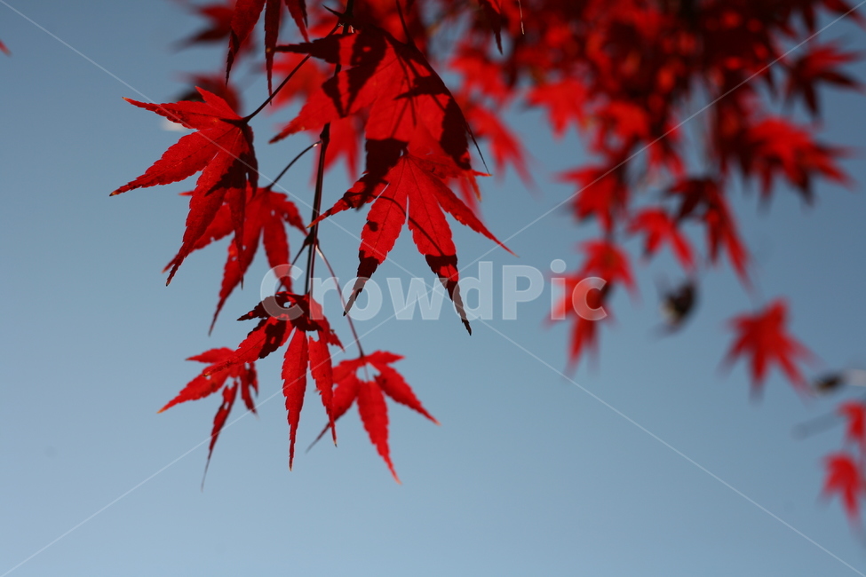 가을,하늘,단풍,은행,단풍나무,식물,나무,plant,leaf,잎,tree