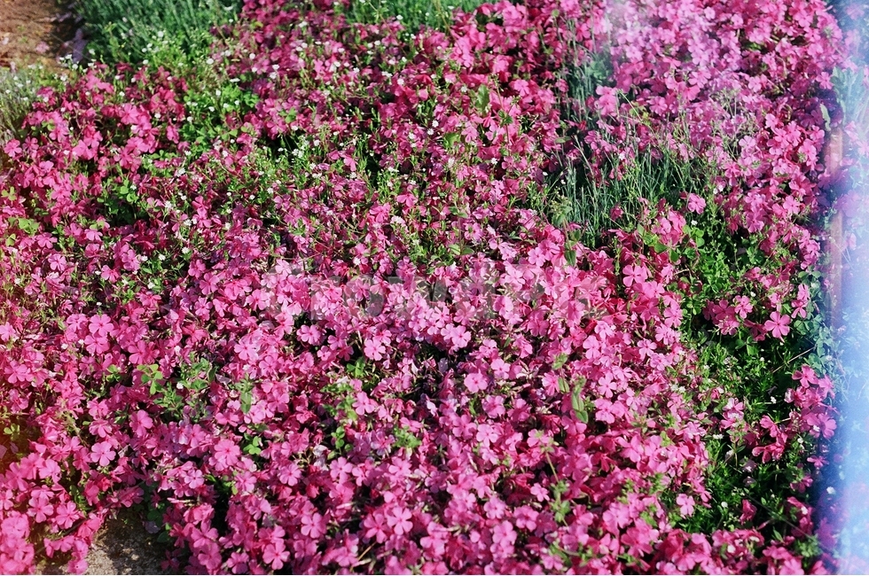 필름사진,꽃,풍경,꽃잔디,여름,식물,자연,plants,nature,꽃,flower