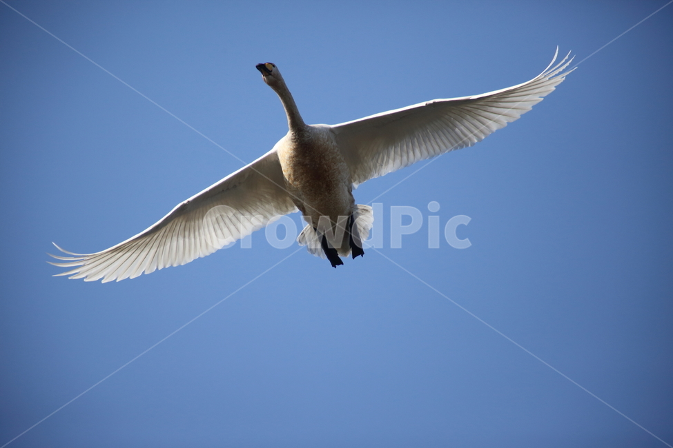 bird,새,animal,동물,고니,백조,swan,큰고니,동물,animal,조류,새,birds