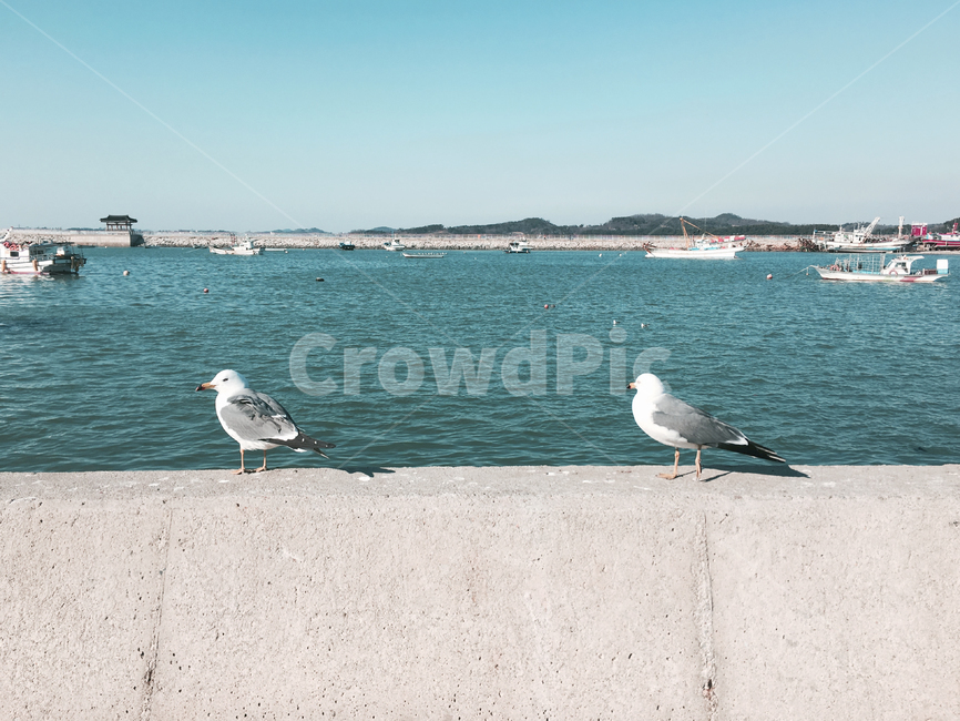 바다,하늘,갈매기,해변,겨울바다,동물,자연,풍경,조류,새,birds,bird,animal,물,water,조류,새,birds