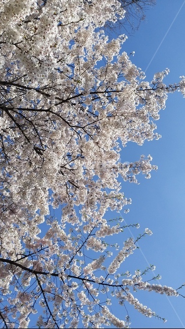 꽃,식물,flower,하늘,벚꽃