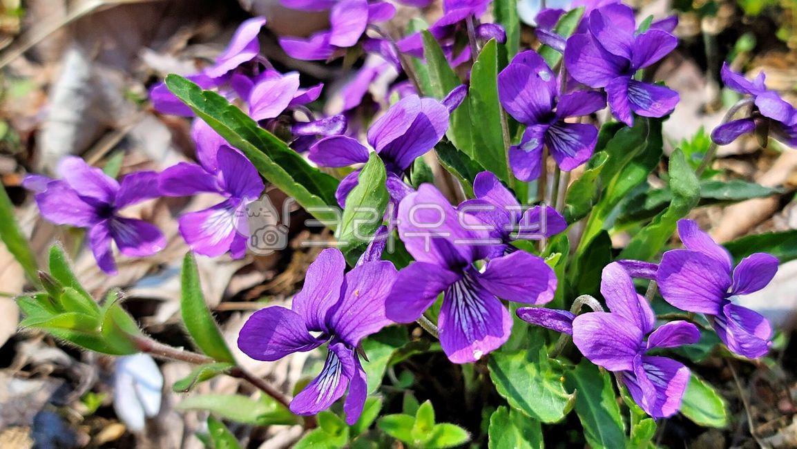 제비꽃,꽃,식물,야생화,봄,violet,pancy,flower,wildflower,spring,springtime,plant