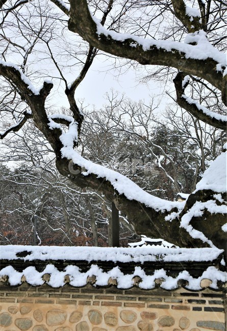 tree,나무,겨울,눈,자연