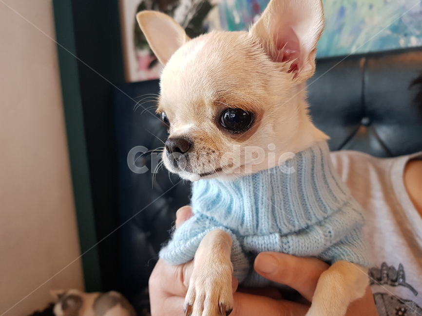 치와와,강아지,입거품,dog,멍멍이,동물,animal,포유류,mammal,개,강아지,dog,doggy