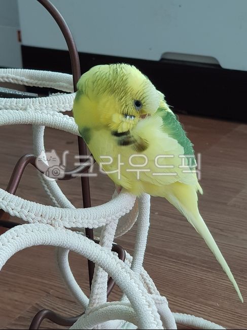animal, 동물, bird, 새, parakeet, 사진,이미지,일러스트,캘리그라피 - 요루소라작가