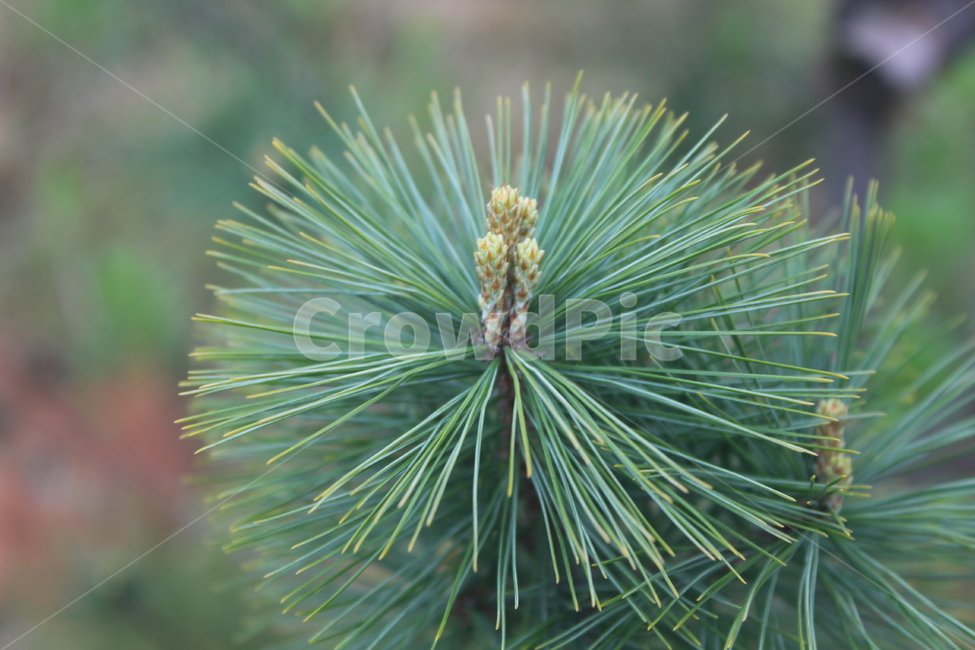 봄,소나무,소나무순,pine,솔잎