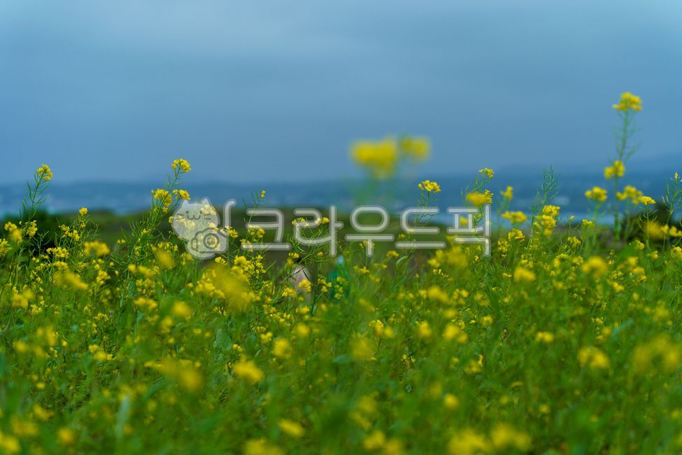 유채꽃,제주도,제주유채,꽃,다발,유채밭,유채꽃밭