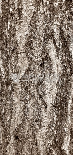 ginkgo,tree,tree trunk,tree trunk,stem,plant,vegetation