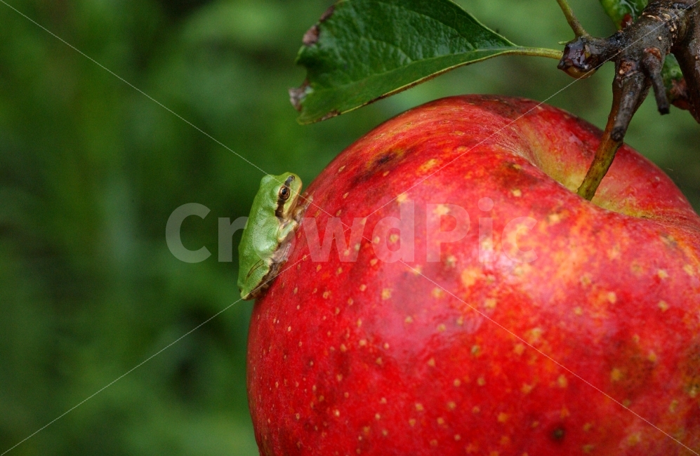청개구리,사과,빨간,무공해,가을,풍요,정,그리움,시골,동물,animal,파충류,양서류,reptile,amphibian,음식,식재료,요리,food,cook,meal,dishes,food reserves,과일,열매,fruit