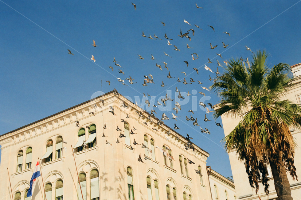 하늘,비둘기,평화,자유,자연,동물,animal,조류,새,birds,건축물,건물외관,exterior,building,structure,architecture,construction