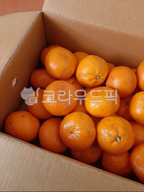 귤,감귤,citrusfruit,감귤류과일,fruit,과일,food,음식,orange,주황색,후식,dessert,박스,한박스,귤한박스,귤박스