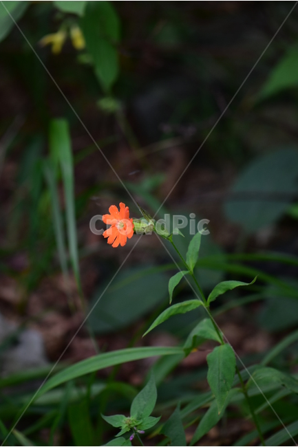 동자꽃,야생화,식물,자연,꽃,생태,힐링,플라워,wildflower,flower,plants,nature,season,감성,느낌,emotion,feeling,여름,오렌지색,여러해살이풀,석죽과,동자꽃속,식물,자연,plants,nature,꽃,flower