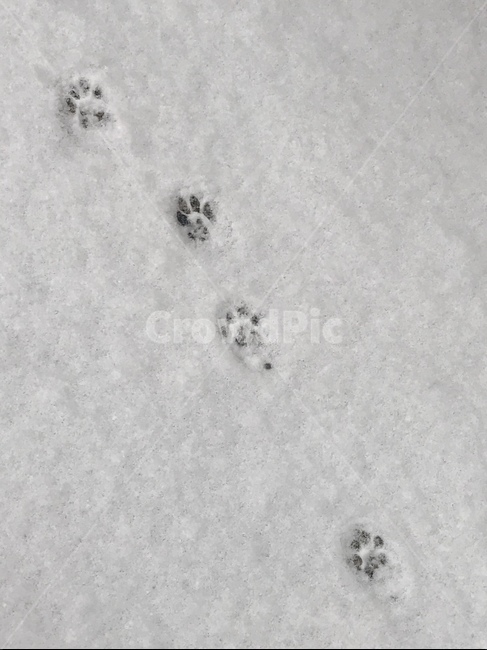 고양이,발자국,눈,하얀,귀여운,겨울,계절,winter,season