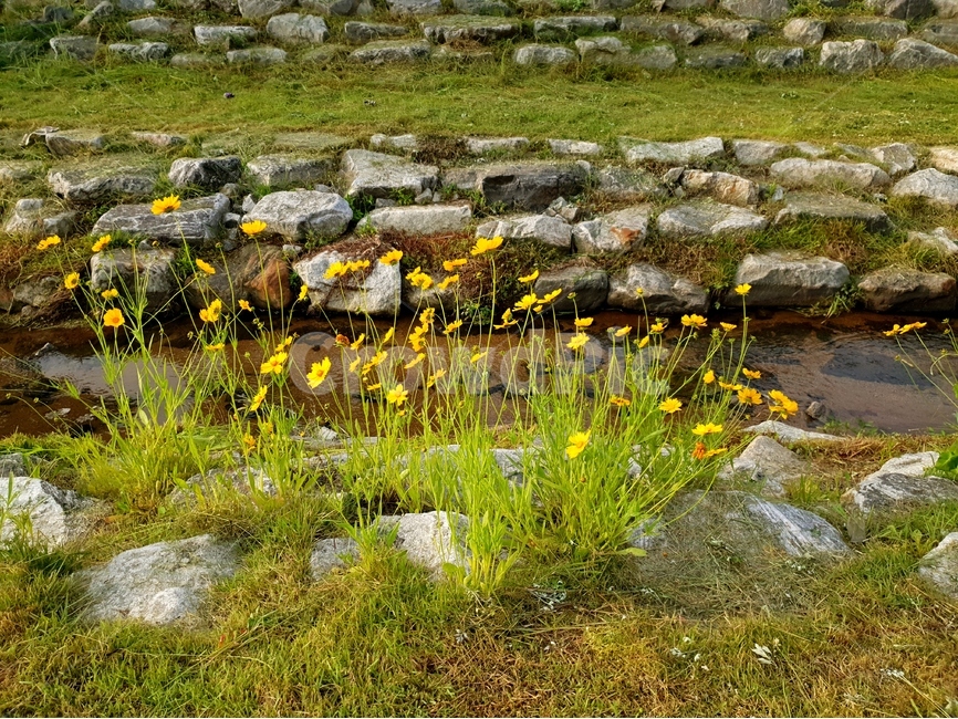금계국,노랑,봄,풍경,맑음,봄,계절,spring,season,식물,자연,plants,nature,꽃,flower,ground,바닥,plant