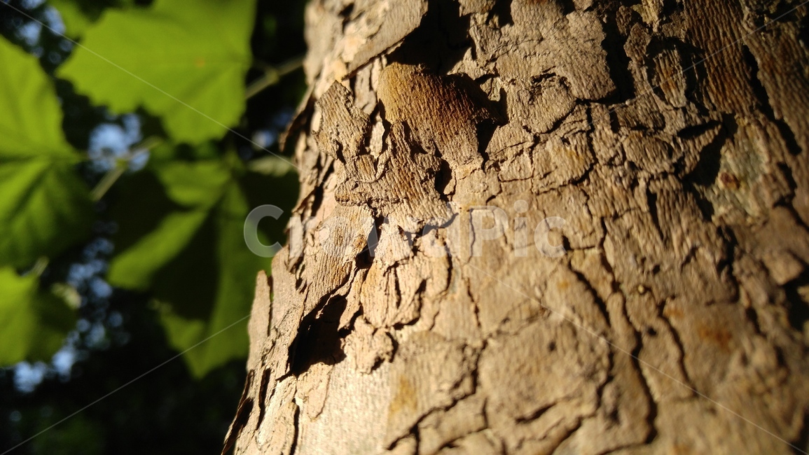 플라타너스나무,나무,껍질,갈색,나뭇잎,무늬,녹색,배경,감성,계절,platanustree,tree,peel,brown,leaves,pattern,background,emotional,season