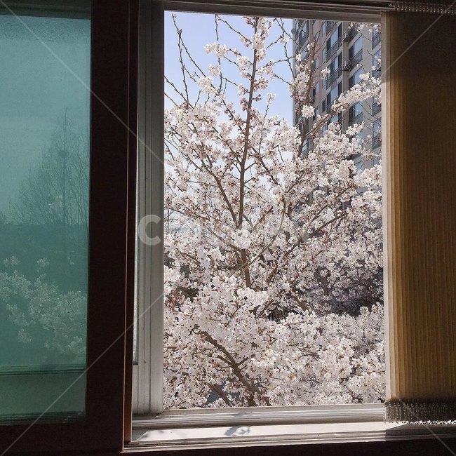 봄,꽃,봄꽃,사쿠라,벚꽃,봄,계절,spring,season