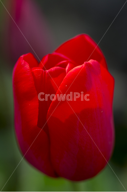 튤립,튜울립,tulip,봄,꽃,봄꽃,뷰티,아름다운꽃,감성,자연,계절,접사,빨간꽃