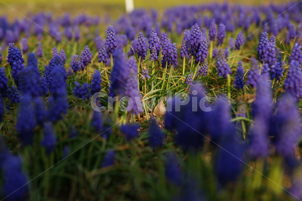 경주출사,꽃,무스카리,경북산림연구원,피러팡,식물,자연,plants,nature,꽃,flower